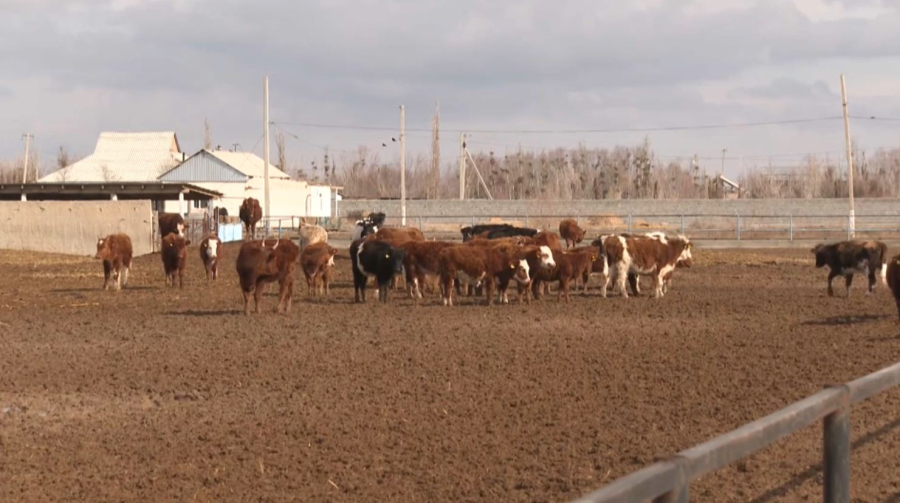 Мал шаруашылығына жеңілдетілген несие беріледі