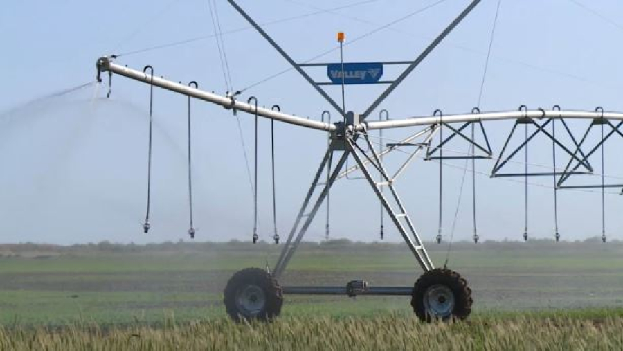 Казахстан сокращает посевы пшеницы и увеличивает масличные культуры