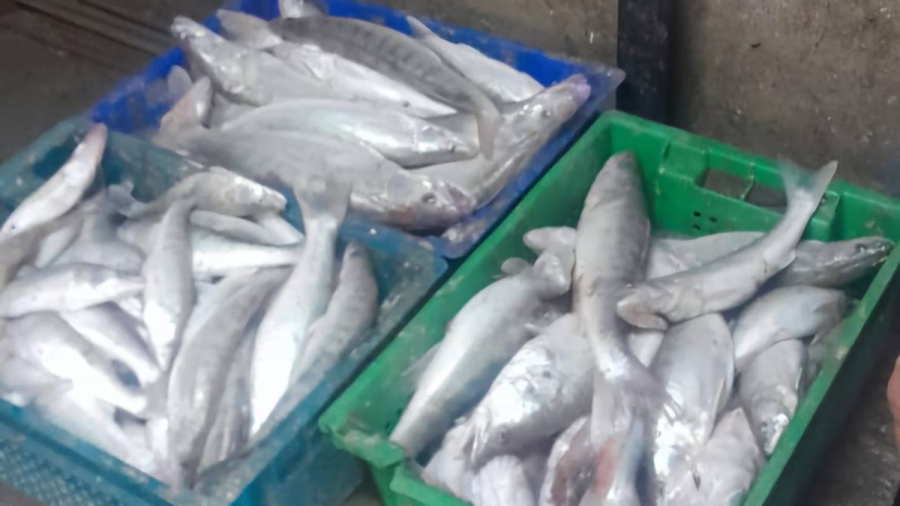 Браконьеров с уловом более 180 кг задержали на озере Балхаш