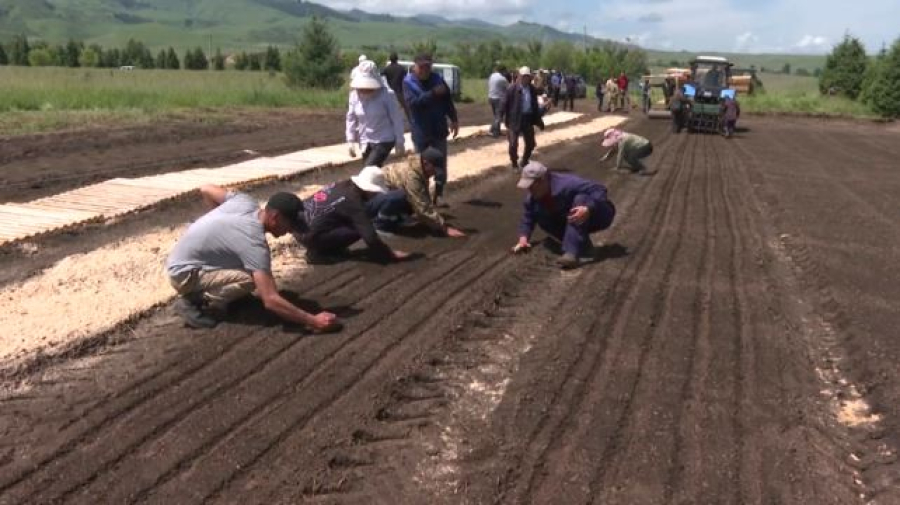 52 млн саженцев высадят в Алматинской области до 2027 года
