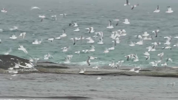 Каспийдің тартылуы қала тіршілігіне кері әсер етті