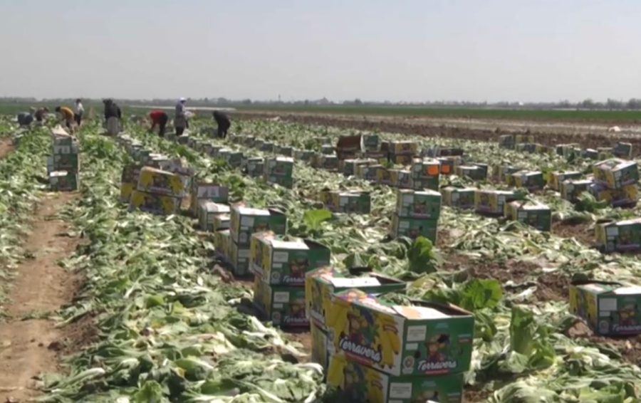 Первый урожай капусты собирают туркестанские земледельцы