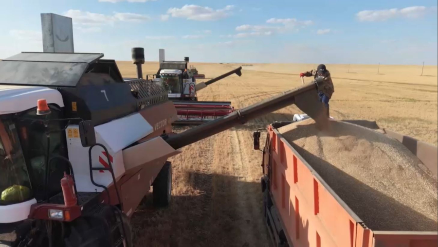 Егін жинау қарқынды жүріп жатыр
