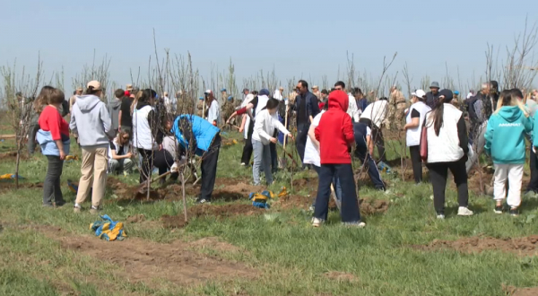 Алматыда 300 түп алма ағашы егілді