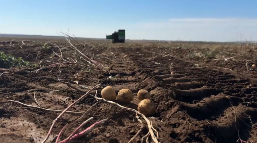 Ақтөбеде картоп жинау науқаны басталды