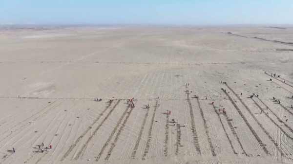 Қытайлар құмның көшуін раушан гүлімен тоқтатпақ