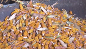 Спрос на казахстанскую кукурузу растёт на мировых рынках – фермеры