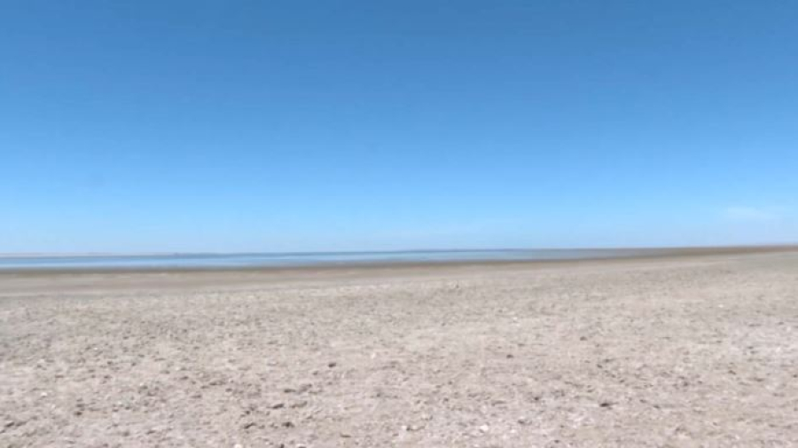 Лимиты на посевы риса пересмотрели в Туркестанской области