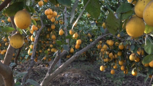 Клубнику и лимон стали чаще выращивать в Туркестанской области