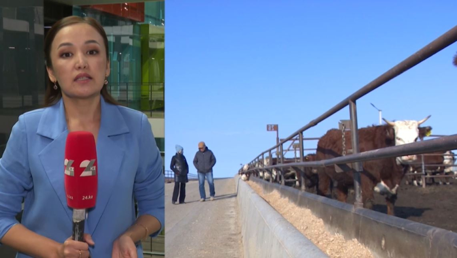 Қазақстанның агроөнеркәсіп кешенінде 202 инвестициялық жоба жүзеге асады