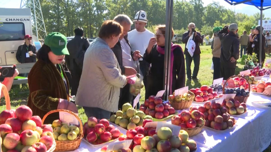 Алматы облысында әйгілі апортты қайта жаңғырту жобасы іске асады
