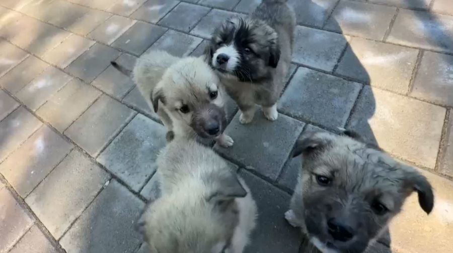 Правила разведения питомцев ужесточат в Грузии