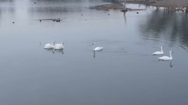 Сырдарияға аққулар оралды