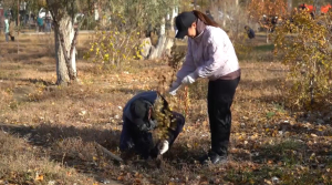 Около 2 тыс. саженцев деревьев высадили в Жезказгане