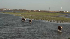 Озёра вновь заполнят водой после засухи в ЗКО