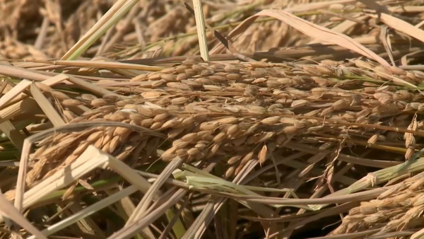 Рисоводы Кызылординской области завершают аграрный сезон