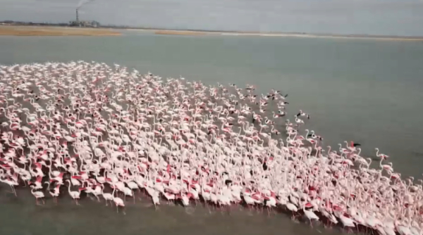 Маңғыстау өңіріне қоқиқаздар ұшып келді