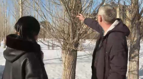 Территорию лесного фонда страны планируют увеличить до 14,5 млн га