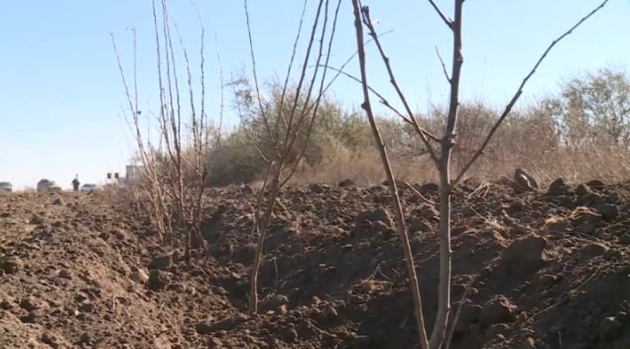 «Halyk орманы»: 4 млн деревьев высадят в Казахстане