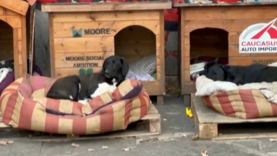 Жер бетінде 200 млн-нан астам иесіз ит пен 500 млн-ға жуық мысық бар