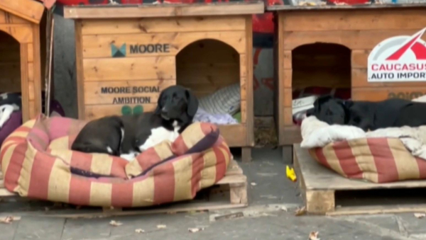 Жер бетінде 200 млн-нан астам иесіз ит пен 500 млн-ға жуық мысық бар