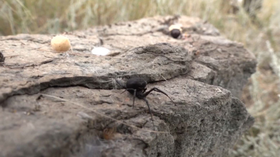 Нашествие каракуртов зафиксировано в Казахстане