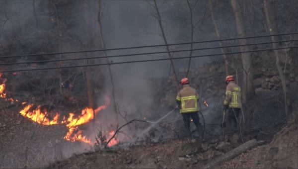 Кореяда орманды қасақана өртеген күдікті ұсталды