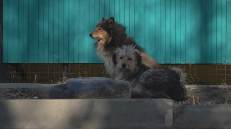 В Казахстане ужесточат ответственность владельцев собак