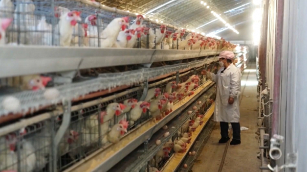 Қазақстаннан Қытайға тауықтың аяғы экспортталатын болды