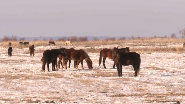 Жетісуда таза қанды Жабы жылқысы өсіріле бастады