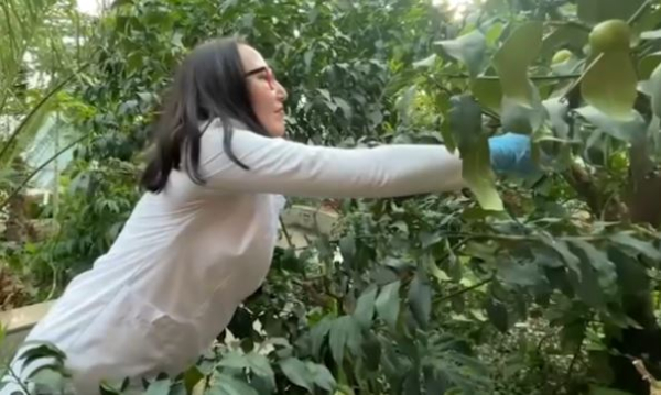 Финиковая пальма впервые зацвела в ботаническом саду Астаны