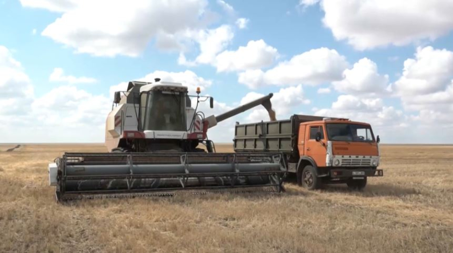 Елде 11,6 млн тонна астық жиналды