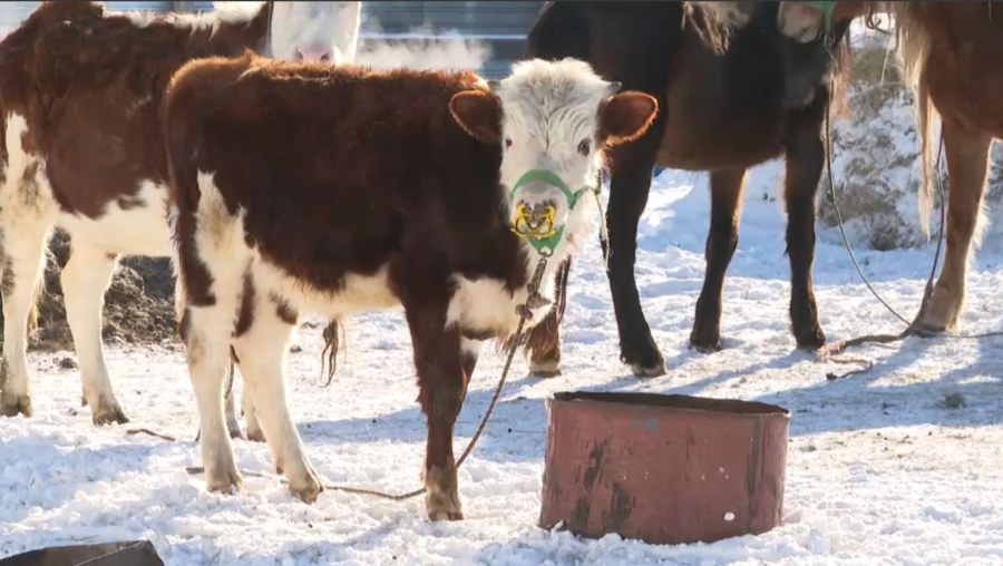 Малдың темір жолға шығып кетуінен пойыздар тоқтап қалып жатыр