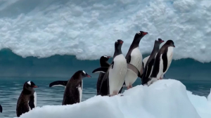 Антарктидада ең ірі пингвиндер жойылып кетуі мүмкін