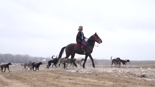 Түркістандық саятшы оннан астам тазы ұстайды