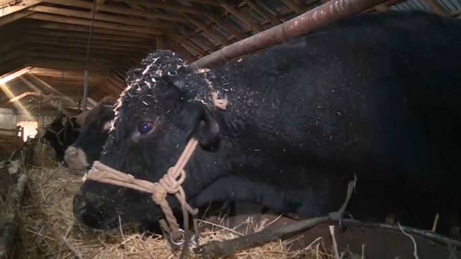 «Ауыл аманаты»: 9 тысяч жителей открыли своё дело