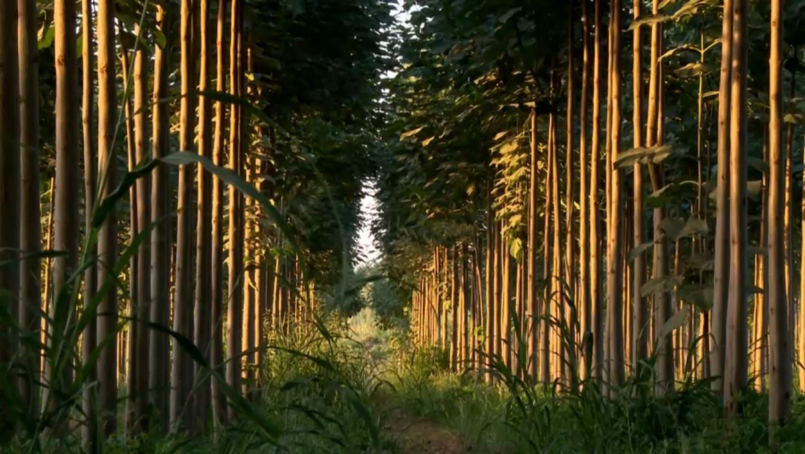 Түркістан облысында павлония ағашы өсіріле бастады