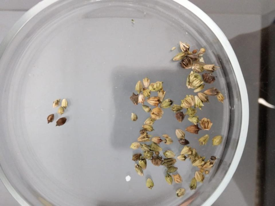 Зараженные партии зерна из России не допустили в Казахстан