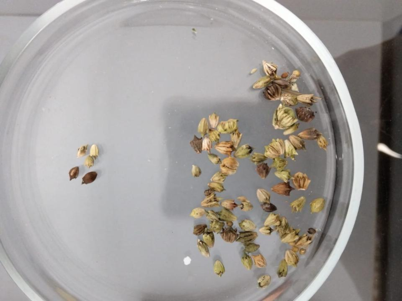 Зараженные партии зерна из России не допустили в Казахстан