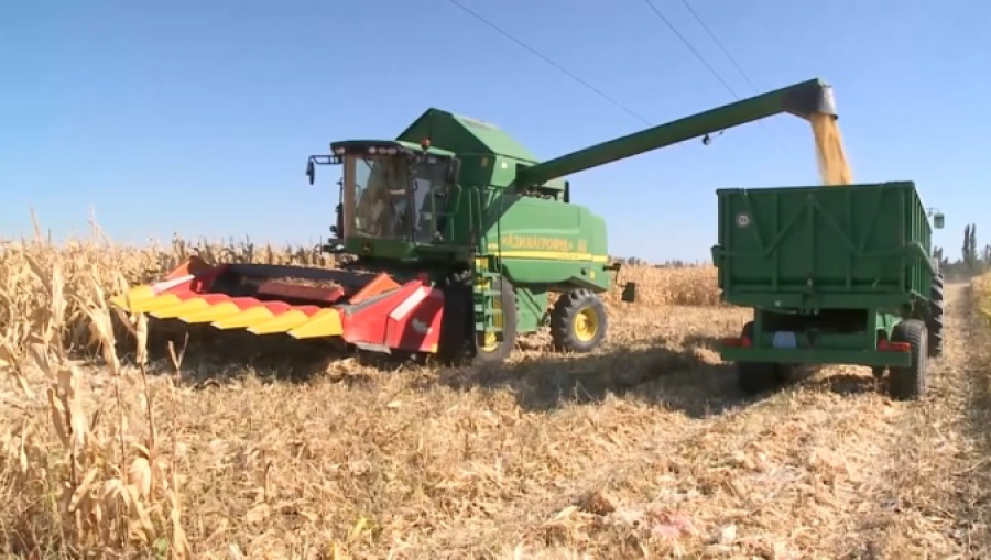 308 тысяч тонн кукурузы планируют собрать в Жетысу