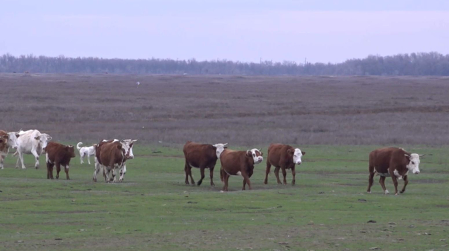 БҚО-да жолда жүрген малды дронмен анықтайды