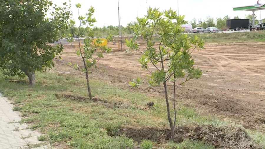 Биыл Ақтөбе облысында 56 мың түп ағаш егілді