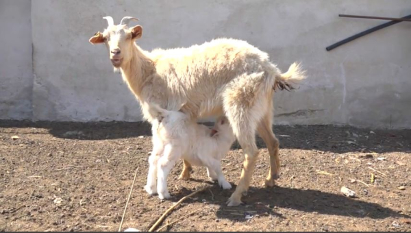 Количество фермерских хозяйств увеличивается в Мангистауской области