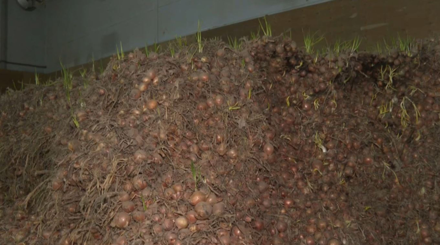 Алматы облысында пияз өтпей тұр