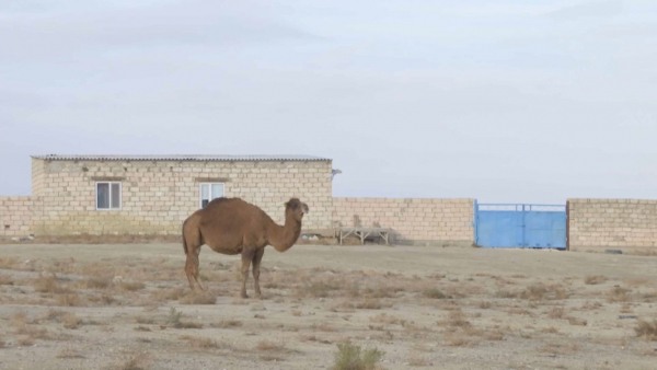 Маңғыстау облысында 51 жер учаскесі мемлекетке қайтырылды