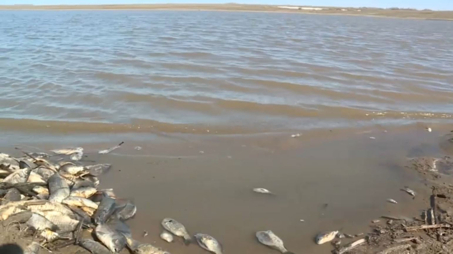 Причины массовой гибели рыбы выясняют в Костанайской области