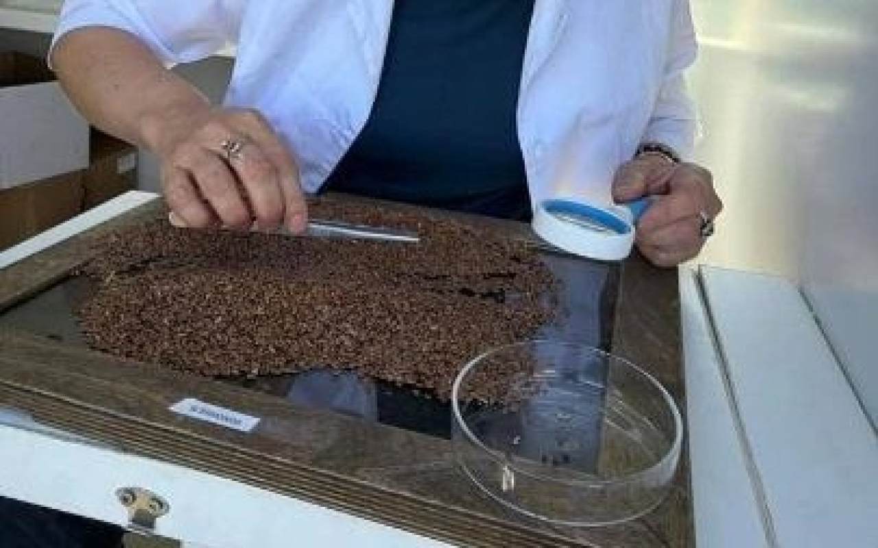 Қауіпті тауар: Қазақстанға әкелінген 113 тоннадан астам зиянды өнім анықталды