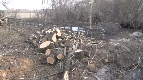 Талдықорғандағы орманды алқаптың бір бөлігі жойылып кетуі мүмкін