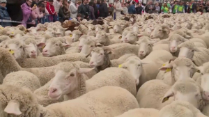 Овцы и козы заполонили центр Мадрида