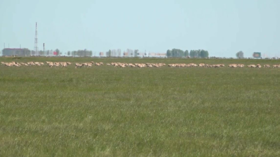 Регулирование численности сайгаков в ЗКО начнётся с 1 июля